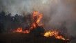 Yunanistan'da orman yangını çıktı