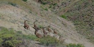 Elazığ’da koruma altında bulunan çengel boynuzlu dağ keçileri görüntülendi
