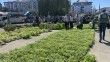 Rize’de ata tohumlarından üretilen 40 bin sebze fidanı vatandaşlara dağıtıldı
