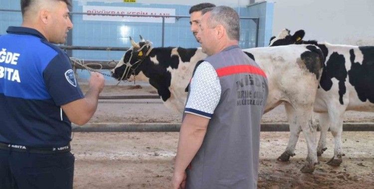 Niğde’de kurbanlık hayvan satış yerleri denetleniyor
