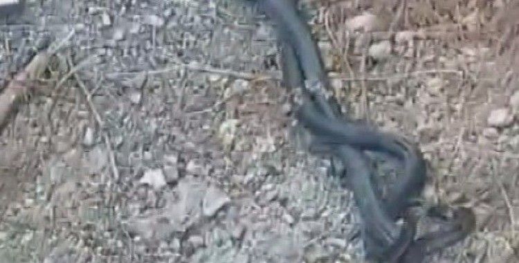 Kara yılanların çiftleşme dansı kamerada
