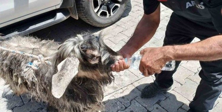 Kayalıklarda mahsur kalan kurbanlık keçiyi AFAD ekipleri kurtardı
