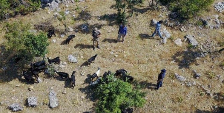 Jandarma kaybolan sürüyü dron ile buldu
