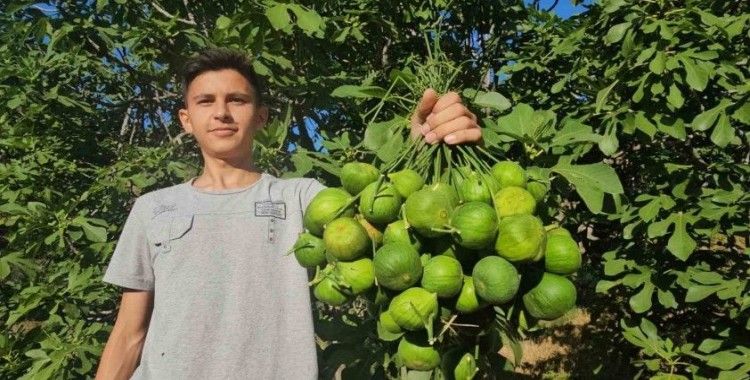 Aydın incirinde ’ilekleme’ aralıksız sürüyor
