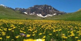 İsviçre Alperi değil, Munzur Dağı’nda ki Merg Yaylası
