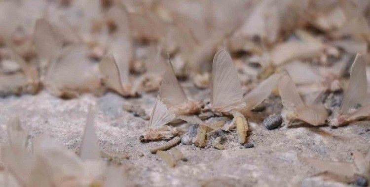 Bir gün sineklerinin ‘ölüm uçuşu’ başladı, vatandaş tarihi köprüye akın etti
