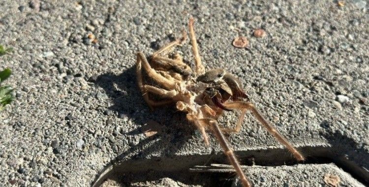 Erzincan’da havaların ısınmasıyla ’Sarıkız’ örümceği ortaya çıktı

