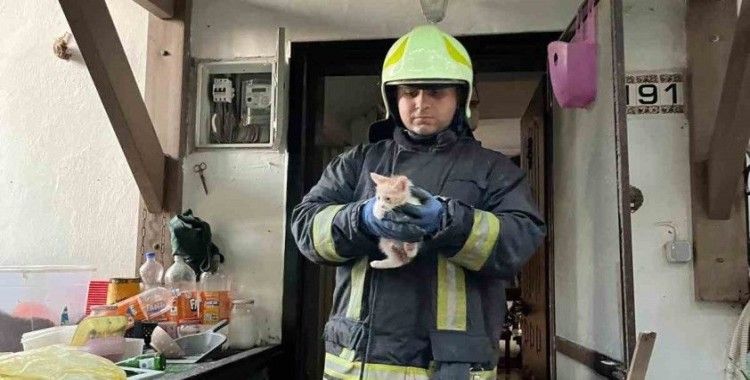 Yangından 6 kedi kurtarıldı

