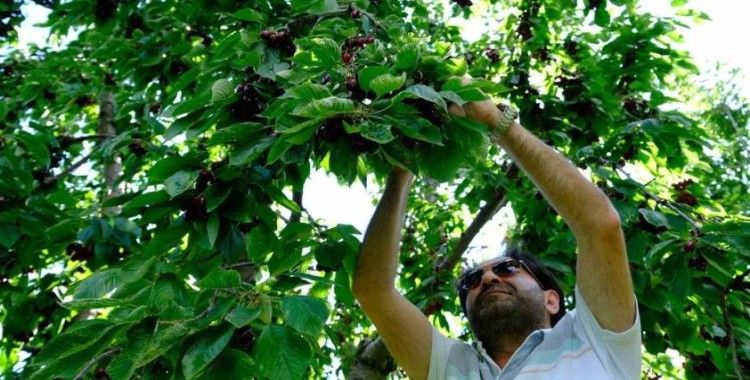 Erzincan’da dalları bastı kiraz
