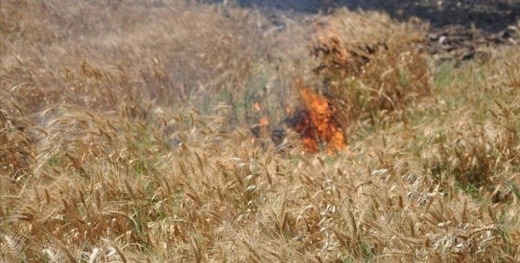 Kırklareli'nde 100 dekarlık buğday ekili alan yandı