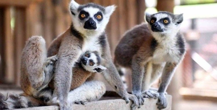 Tarsus Doğa Parkı’nın yeni üyeleri görücüye çıktı
