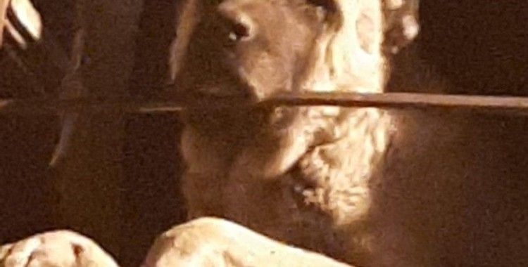 20 gündür kayıp Kangal cinsi köpek harabe binada hapsedilmiş halde bulundu
