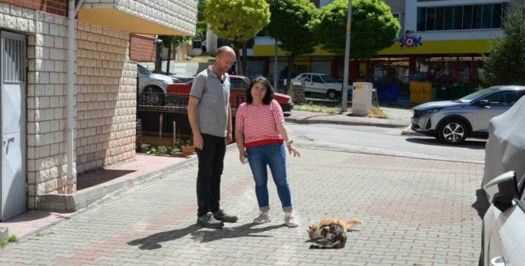 Hasta kedileri tedavi eden Bozüyük Belediyesi’ne hayvanseverden teşekkür
