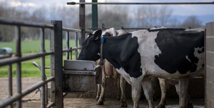 Danimarka, çiftlik hayvanlarının saldığı gazlar için vergi almayı planlıyor