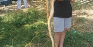 Bursa’da 2 metrelik dev yılan korkuttu
