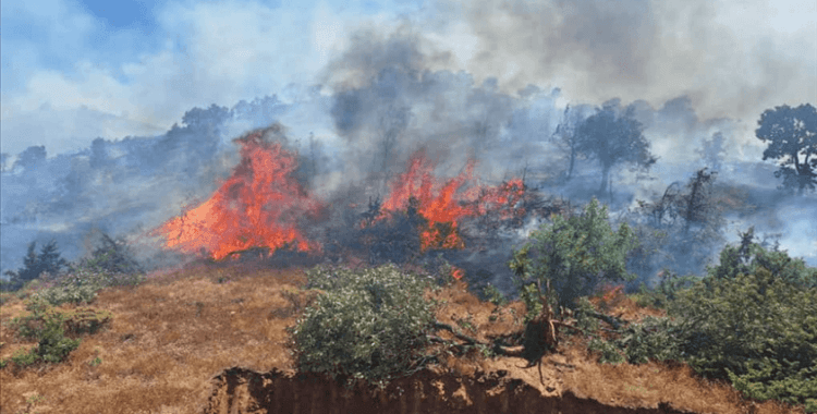 Bingöl'ün 2 ilçesinde çıkan orman yangınlarına müdahale ediliyor