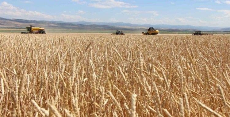 Gökhöyük’te tohumluk buğday hasadı başladı: 4 bin 500 ton üretim bekleniyor
