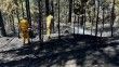 Keles’teki orman yangınına 13 dakikada müdahale

