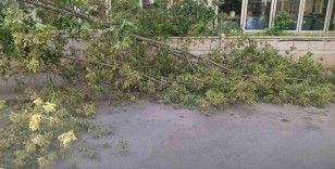 Rüzgarın devirdiği ağaç, park halindeki otomobillerin üzerine düştü
