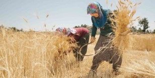 Mersin’de ata tohumlarının hasadına başlandı
