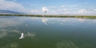Eber Gölü'nde su seviyesinin azalması kuş türlerini olumsuz etkiledi
