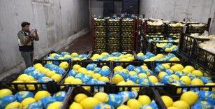 Mersin ve Kapadokya'da limon muhafaza edilen depolar denetlendi