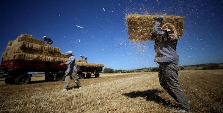 Hasatta sona yaklaşılan Trakya'da buğday üreticisi verimden memnun