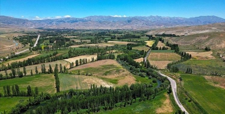 Bayburt'ta 40 bin hektar alanda yem bitkisi hasadı sürüyor