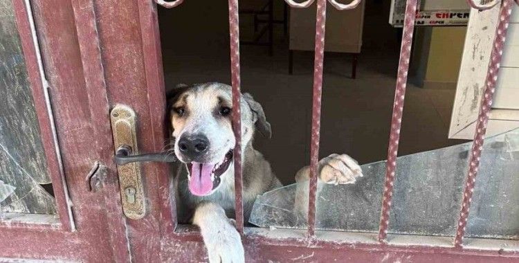 Antakya’da okul binasında mahsur kalan köpek kurtarıldı
