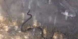 Siirt’te sokak ortasında yılan görüldü
