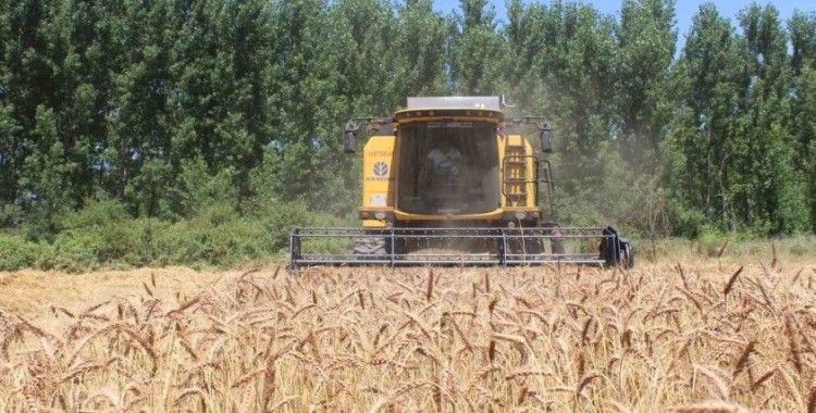 Yerli tohum ’Taner’ Pazar’da çiftçilerin umudu oldu
