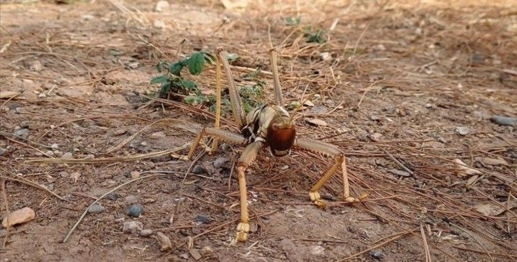 Batman'da etçil çekirge görüldü