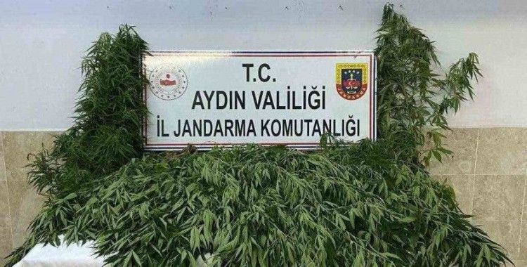 Nazilli’de evin bahçesinde 100 kök kenevir ele geçirildi
