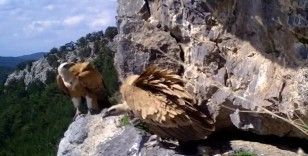 Kızıl akbaba yavrusunun uçuş öyküsü fotokapana yansıdı
