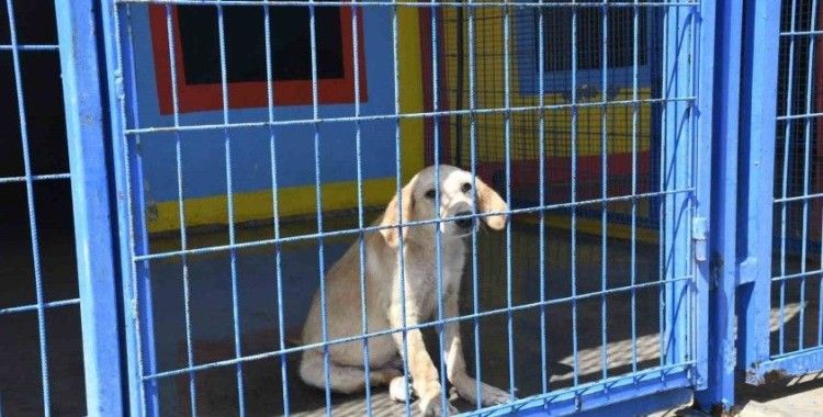 Kuşadası Belediyesi’nin orman yangınından kurtardığı can dostlar her geçen gün iyileşiyor
