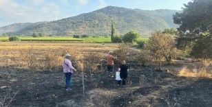 Söke’de yangından etkilenen 500 dekarlık zeytinlik alanında hasar tespiti yapıldı
