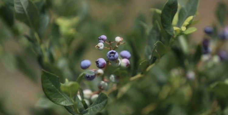 (Özel) Şifa deposu yaban mersininde hasat zamanı
