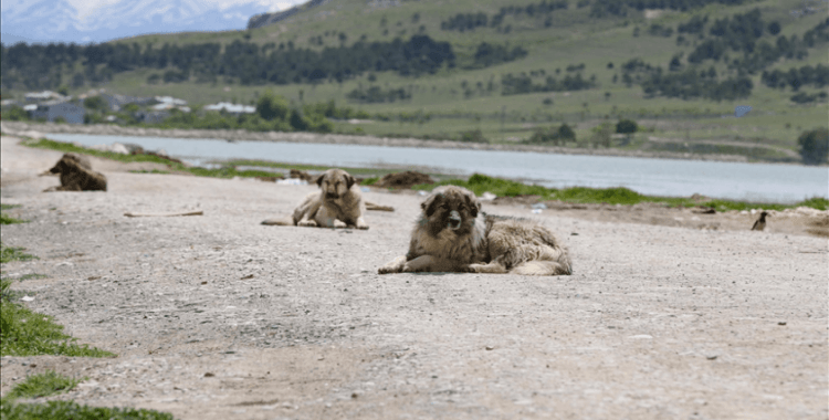 Adana'da sahipsiz köpeklerin saldırısına uğrayan 5 yaşındaki çocuğun tedavisi sürüyor