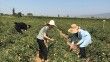 Aydın’da domates yetiştiriciliği EKÜY projesiyle güvende
