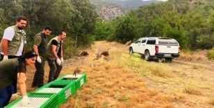 Sinop’ta 300 kınalı keklik doğaya salındı
