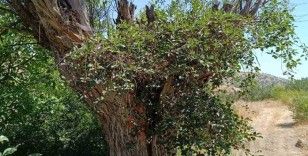 Elazığ’da ilginç olay: Asırlık söğüt ağacının gövdesinde vişne meyvesi çıktı
