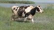 Süt inekleri Manyas Gölü’ne girip serinliyor
