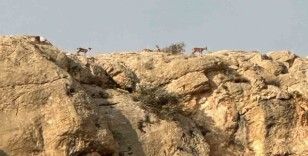 Malatya’da yaban keçileri görüntülendi
