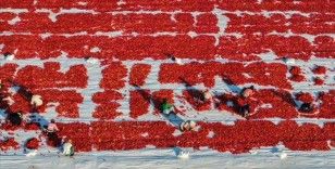 Türkiye'den yılın ilk yarısında 69 milyon 123 bin dolar kuru domates ihracatı