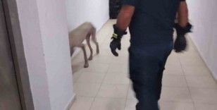 Hassa’da apartmanda mahsur kalan köpek kurtarıldı
