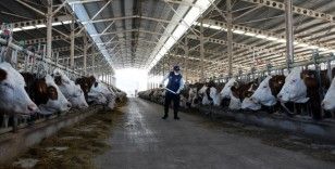 Türkiye'de inek sütü üretimi mayısta rekor düzeye ulaştı