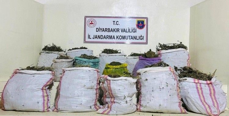 Diyarbakır'da düzenlenen uyuşturucu operasyonunda 1 milyon 149 bin kök kenevir/skunk bitkisi ele geçirildi