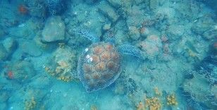 Gökova Körfezinde Deniz kaplumbağaları ile dalış keyfi
