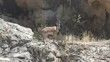 Malatya’da dağ keçileri görüntülendi
