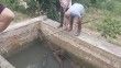Amasya’da sulama havuzuna düşen yaban domuzu yavrusu kurtarıldı
